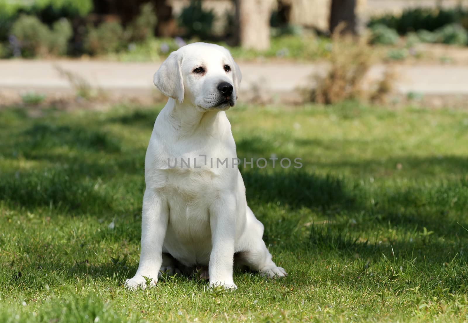 the sweet yellow labrador playing in the park