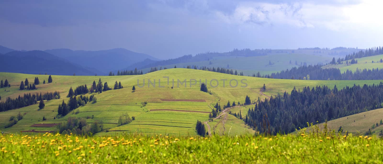 Mixed grass and wildflowers in blur in the foreground against the backdrop of the Carpathian mountains and a winding rural road lit by the summer sun.