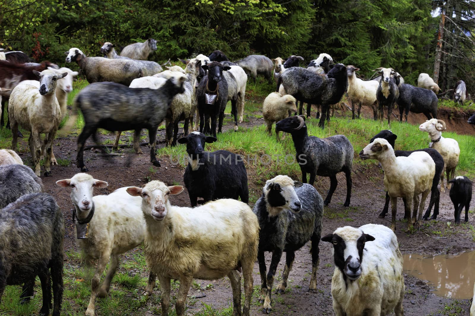 A flock of sheep grazing after a heavy rain on a hill of mountain green meadows among muddy puddles and tall pines on a bright spring morning