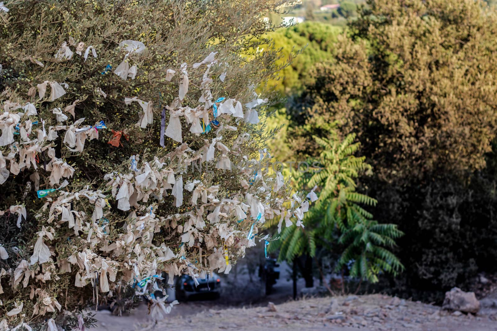 a good looking wish tree which placed top of mountain at sirince by Swonie