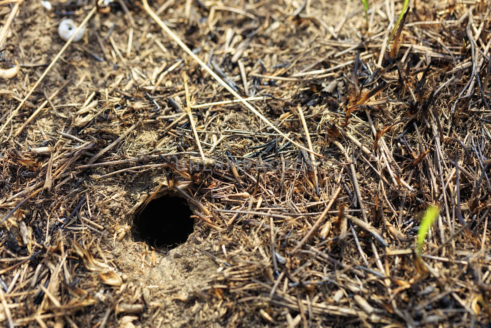 Abandoned mink of a small rodent in the field and blurred texture and background of scorched grass.