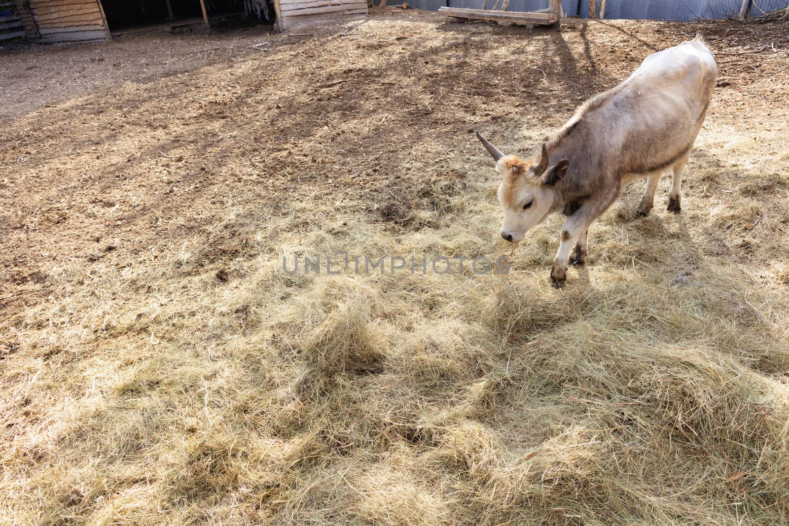 Cute little buffalo bull walks in the farmyard and eats hay, on the left side for the copy space.
