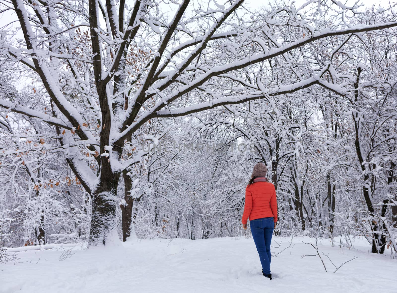 A young beautiful girl in a bright coral jacket and blue jeans in the winter strolls through the snow-covered fairy-tale forest near the branchy snow-covered perennial oak.