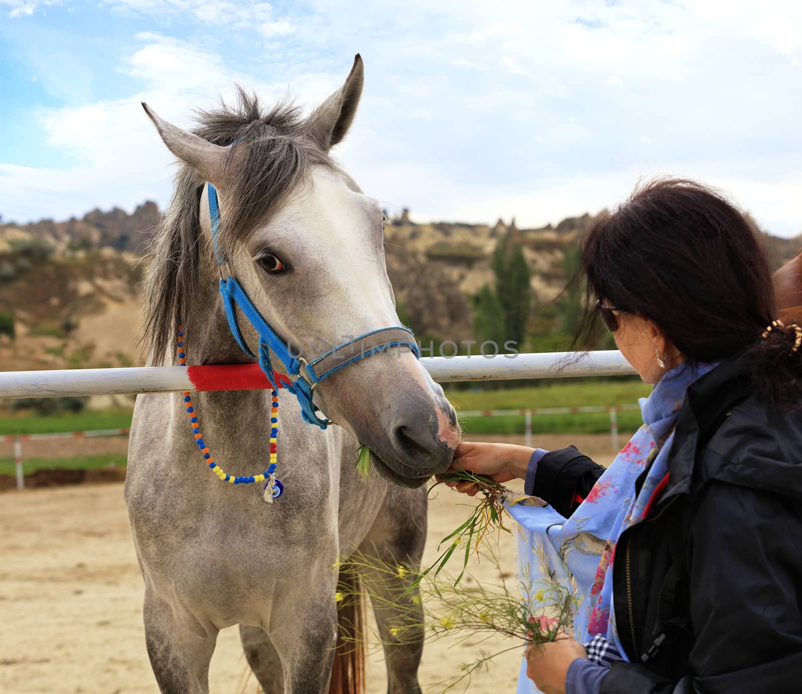 A young gray horse with a bright turquoise bridle and round colorful beads around the neck stands in the horse pen and eats green grass from the hands of the lady