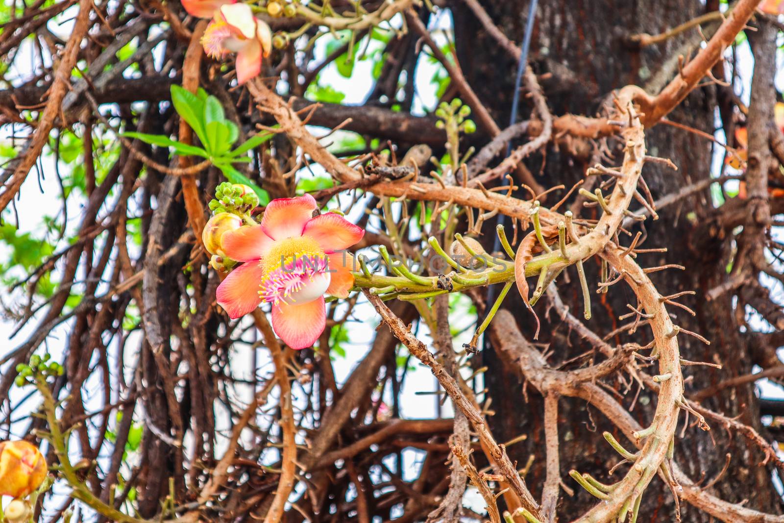 Shorea robusta, the sal tree, is a species of tree in the family Dipterocarpaceae