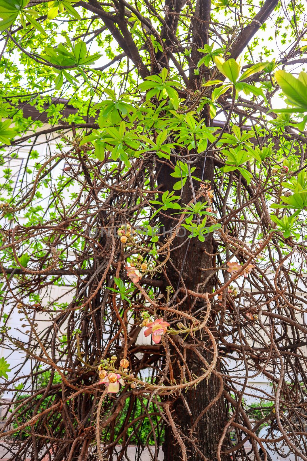 Shorea robusta, the sal tree, is a species of tree in the family Dipterocarpaceae