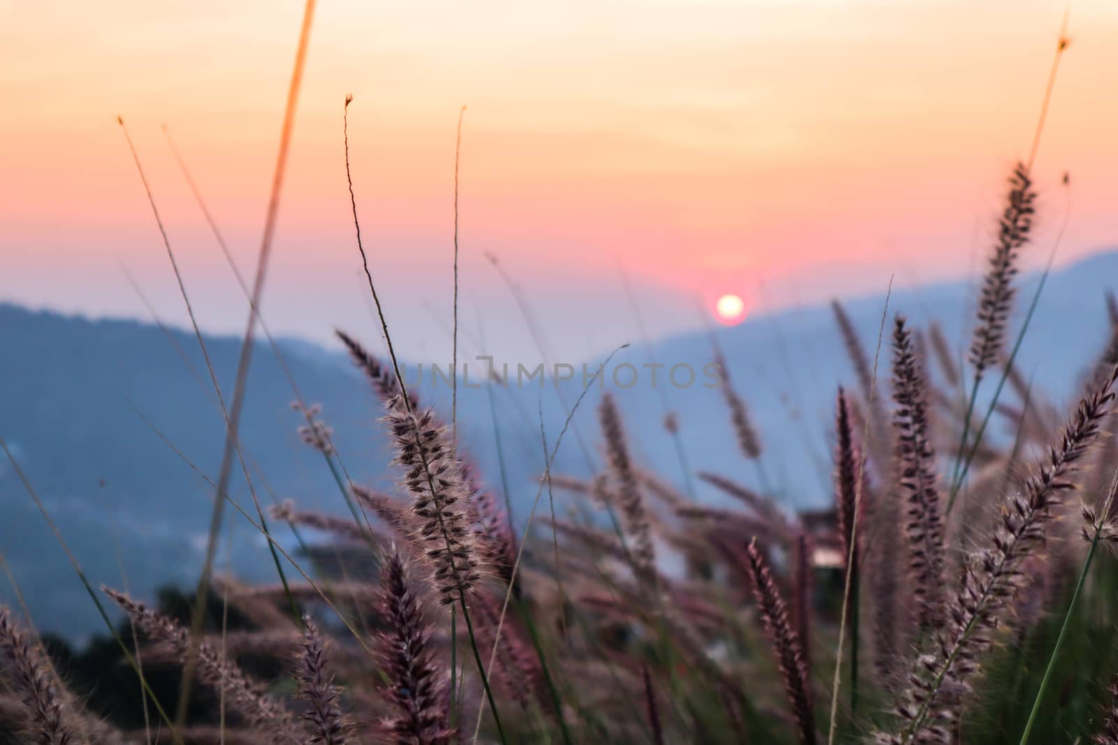 Wild spicas with mountains scenery sunset view as a background