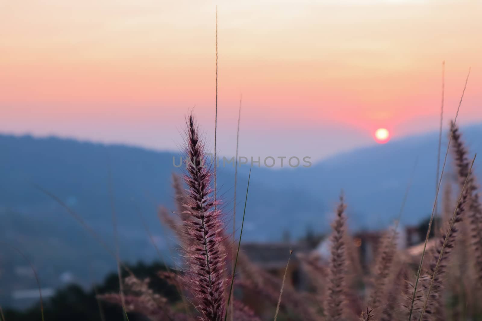 art abstract spring sunset view background or summer background with wild grass spicas