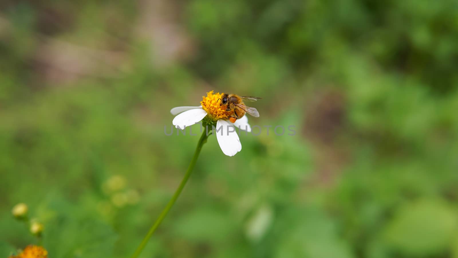 Close up of honey bees pollinating on flowers. by sonandonures