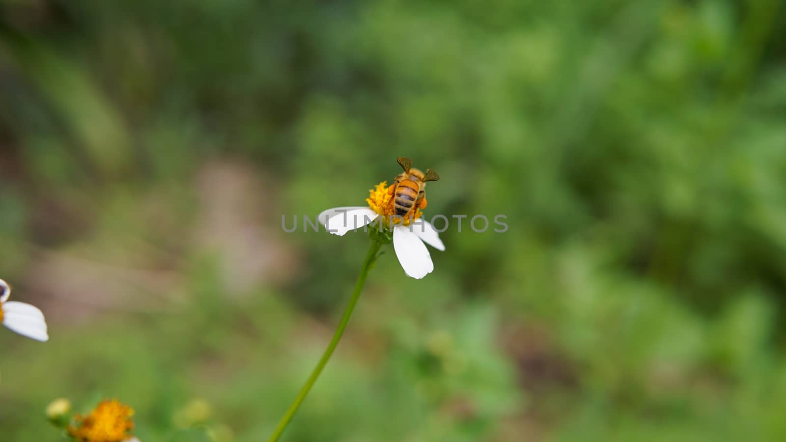 Honey bees pollinating on flower in the garden.