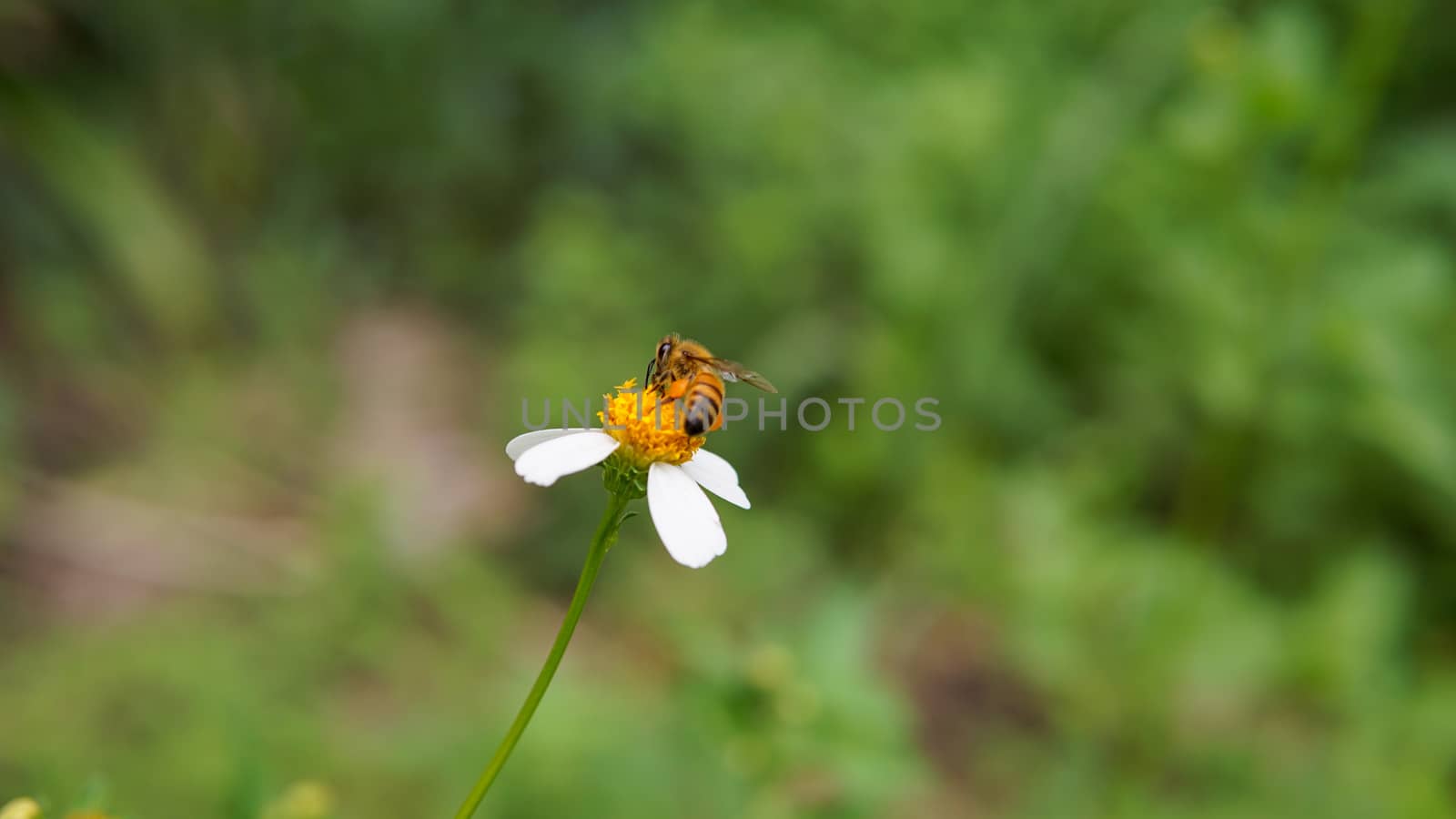 Honey bees pollinating on flower in the garden.