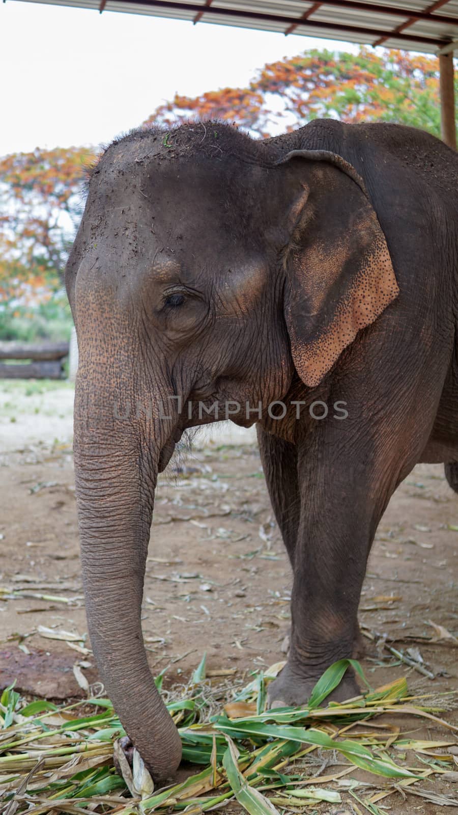 Close up of Elephants trunk while they are feeding on sugar cane and bamboo in Elephant Care Sanctuary, Mae Tang, Chiang Mai province, Thailand. by sonandonures