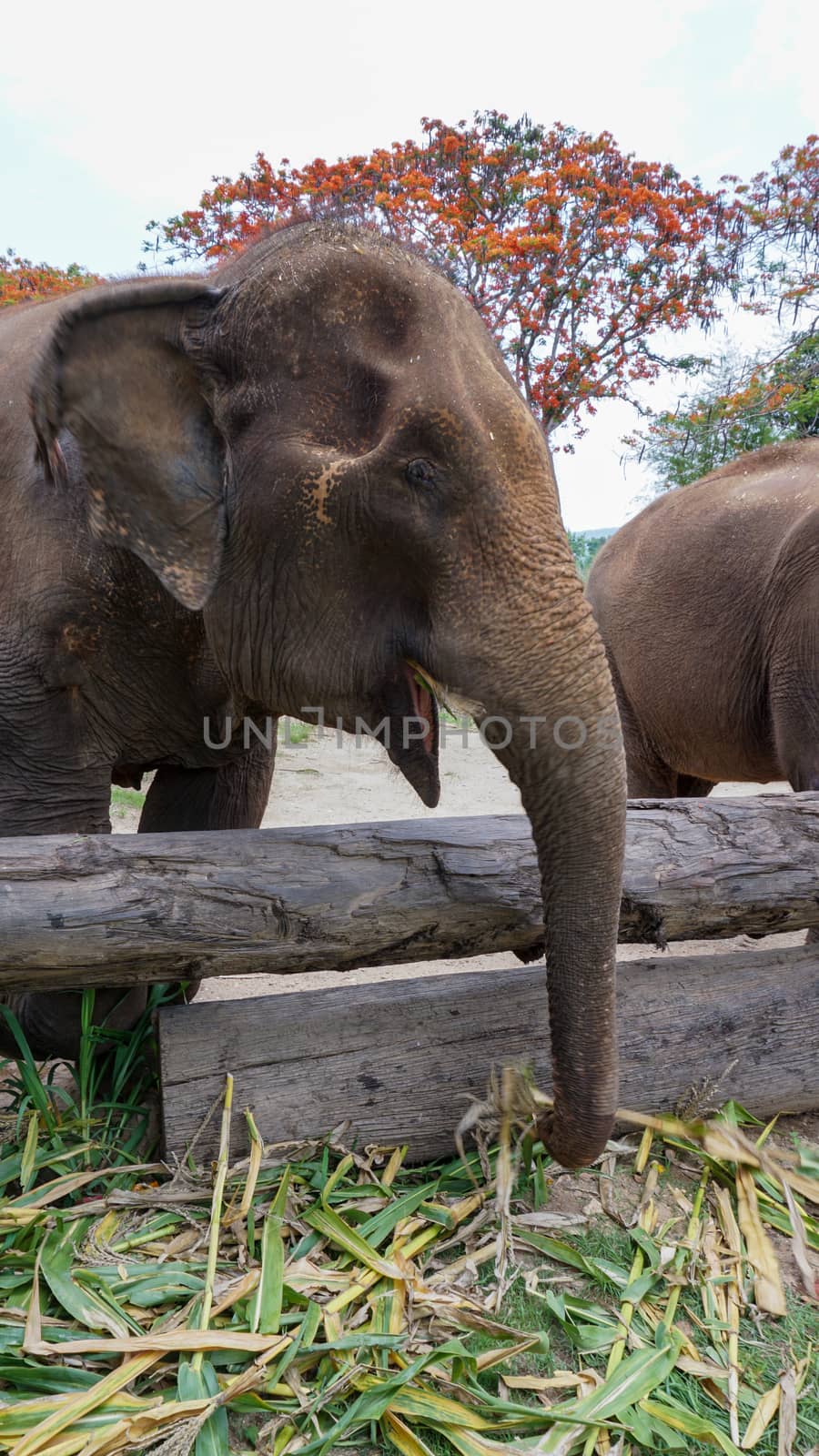 Close up of Elephants trunk while they are feeding on sugar cane and bamboo in Elephant Care Sanctuary, Mae Tang, Chiang Mai province, Thailand. by sonandonures