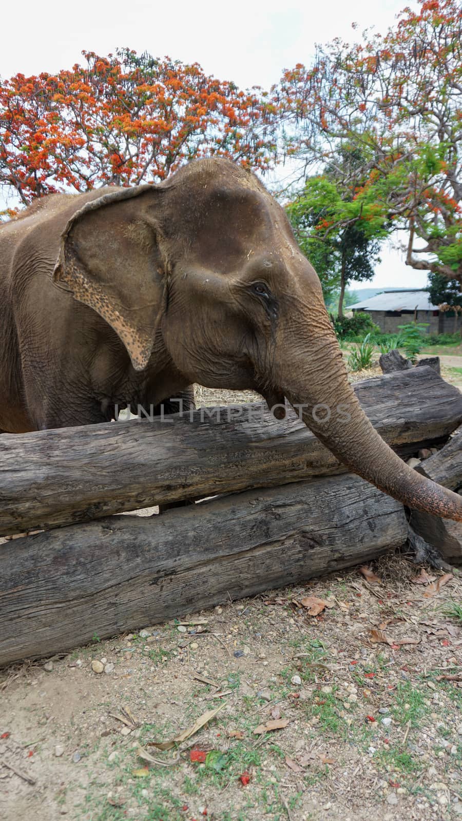 Close up of Elephants trunk while they are feeding on sugar cane and bamboo in Elephant Care Sanctuary, Mae Tang, Chiang Mai province, Thailand. by sonandonures