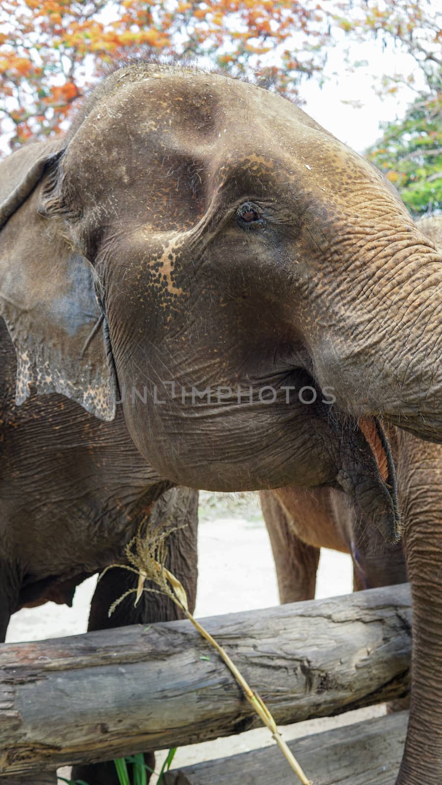 Close up of Elephants trunk while they are feeding on sugar cane and bamboo in Elephant Care Sanctuary, Mae Tang, Chiang Mai province, Thailand. by sonandonures