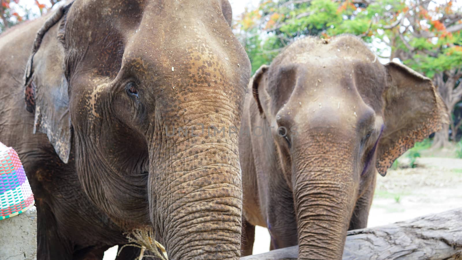 Close up of Elephants trunk while they are feeding on sugar cane and bamboo in Elephant Care Sanctuary, Mae Tang, Chiang Mai province, Thailand. by sonandonures