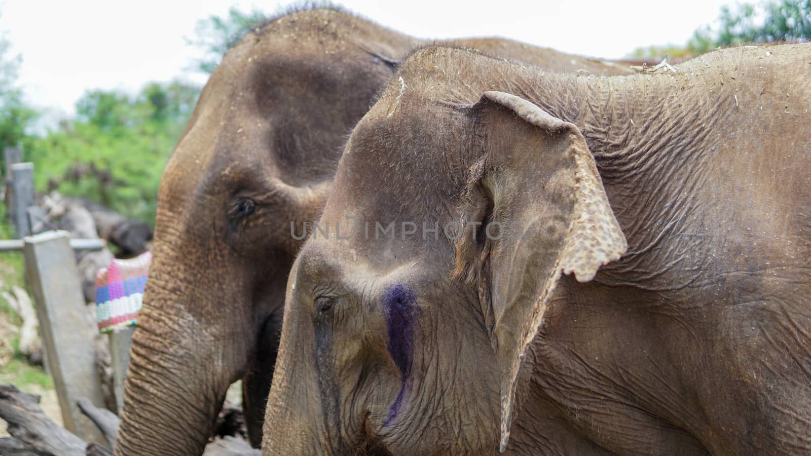 Group of adult elephants feeding sugar cane and bamboo in Elephant Care Sanctuary, Mae Tang, Chiang Mai province, Thailand.