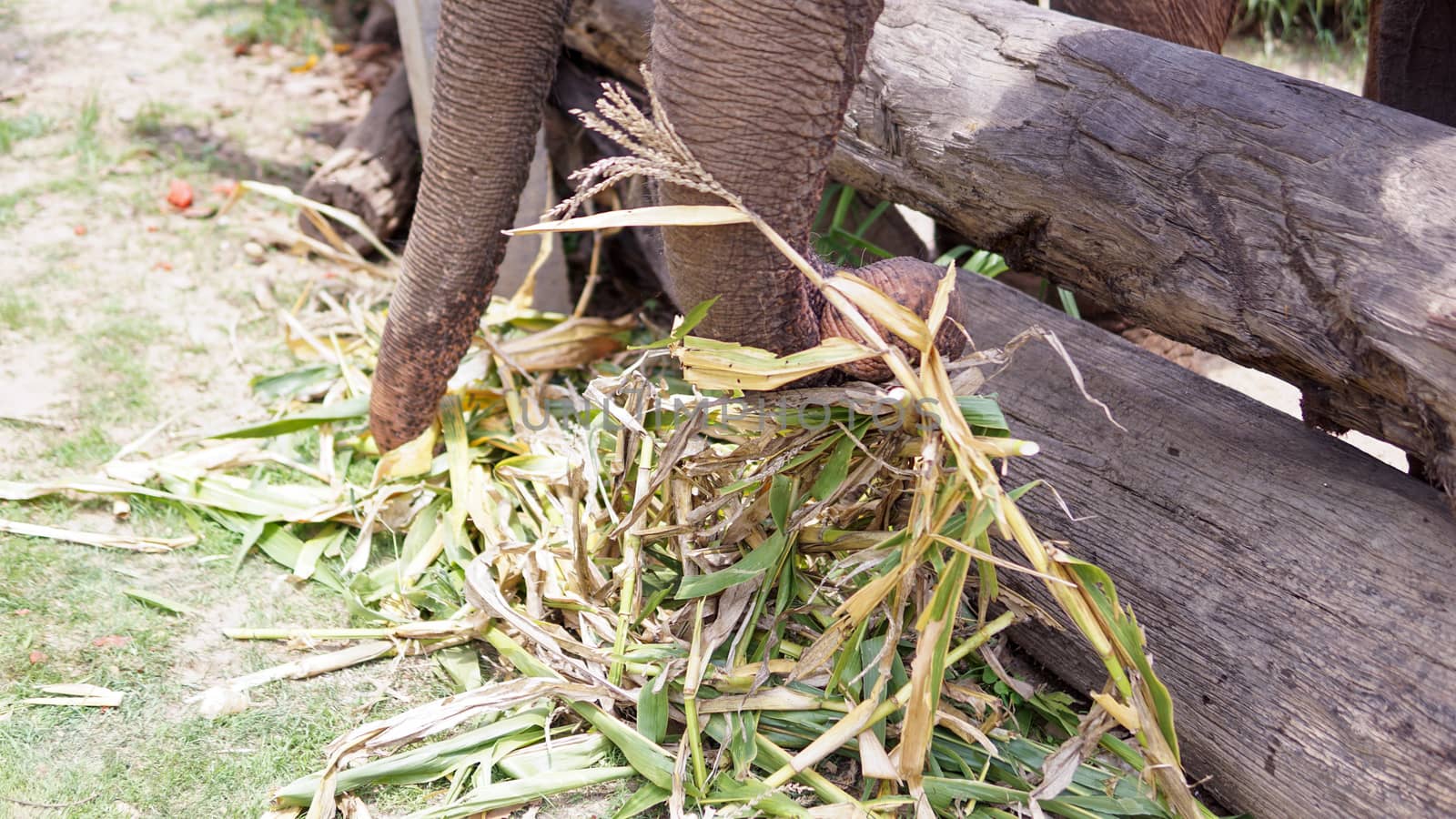 Group of adult elephants feeding sugar cane and bamboo in Elephant Care Sanctuary, Mae Tang, Chiang Mai province, Thailand.