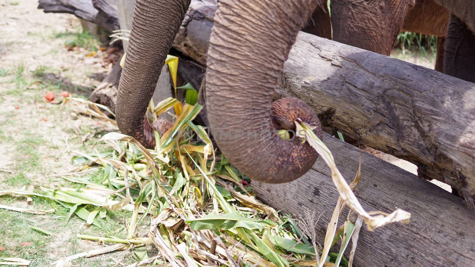 Close up of Elephants trunk while they are feeding on sugar cane and bamboo in Elephant Care Sanctuary, Mae Tang, Chiang Mai province, Thailand. by sonandonures