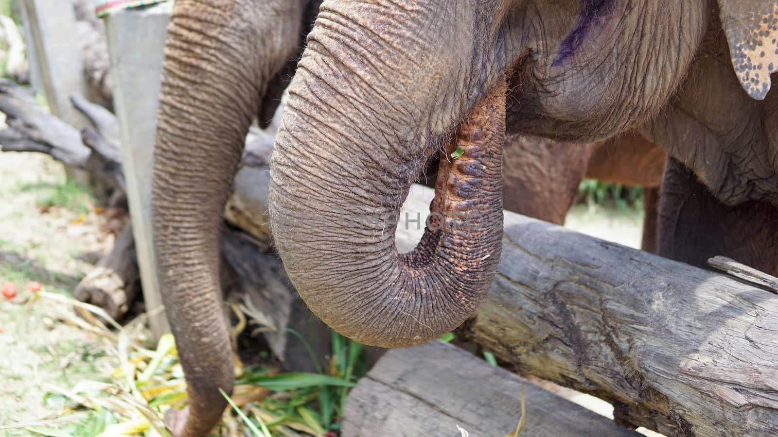 Close up of Elephants trunk while they are feeding on sugar cane and bamboo in Elephant Care Sanctuary, Mae Tang, Chiang Mai province, Thailand. by sonandonures