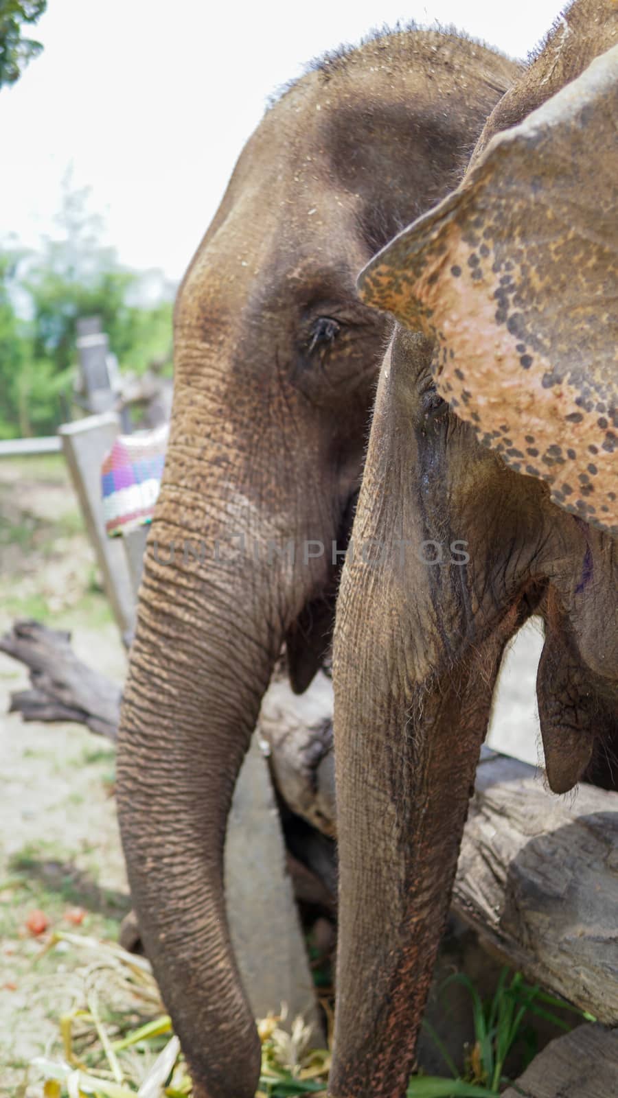 Group of adult elephants feeding sugar cane and bamboo in Elephant Care Sanctuary, Mae Tang, Chiang Mai province, Thailand.