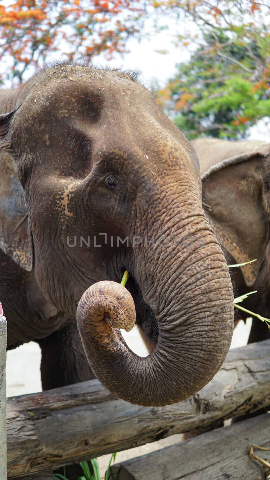 Close up of Elephants trunk while they are feeding on sugar cane and bamboo in Elephant Care Sanctuary, Mae Tang, Chiang Mai province, Thailand. by sonandonures