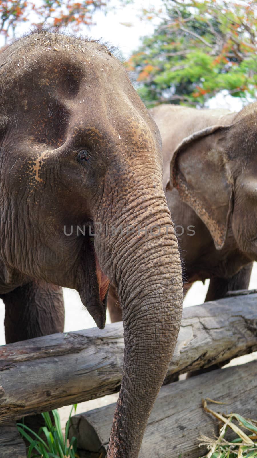 Close up of Elephants trunk while they are feeding on sugar cane and bamboo in Elephant Care Sanctuary, Mae Tang, Chiang Mai province, Thailand. by sonandonures