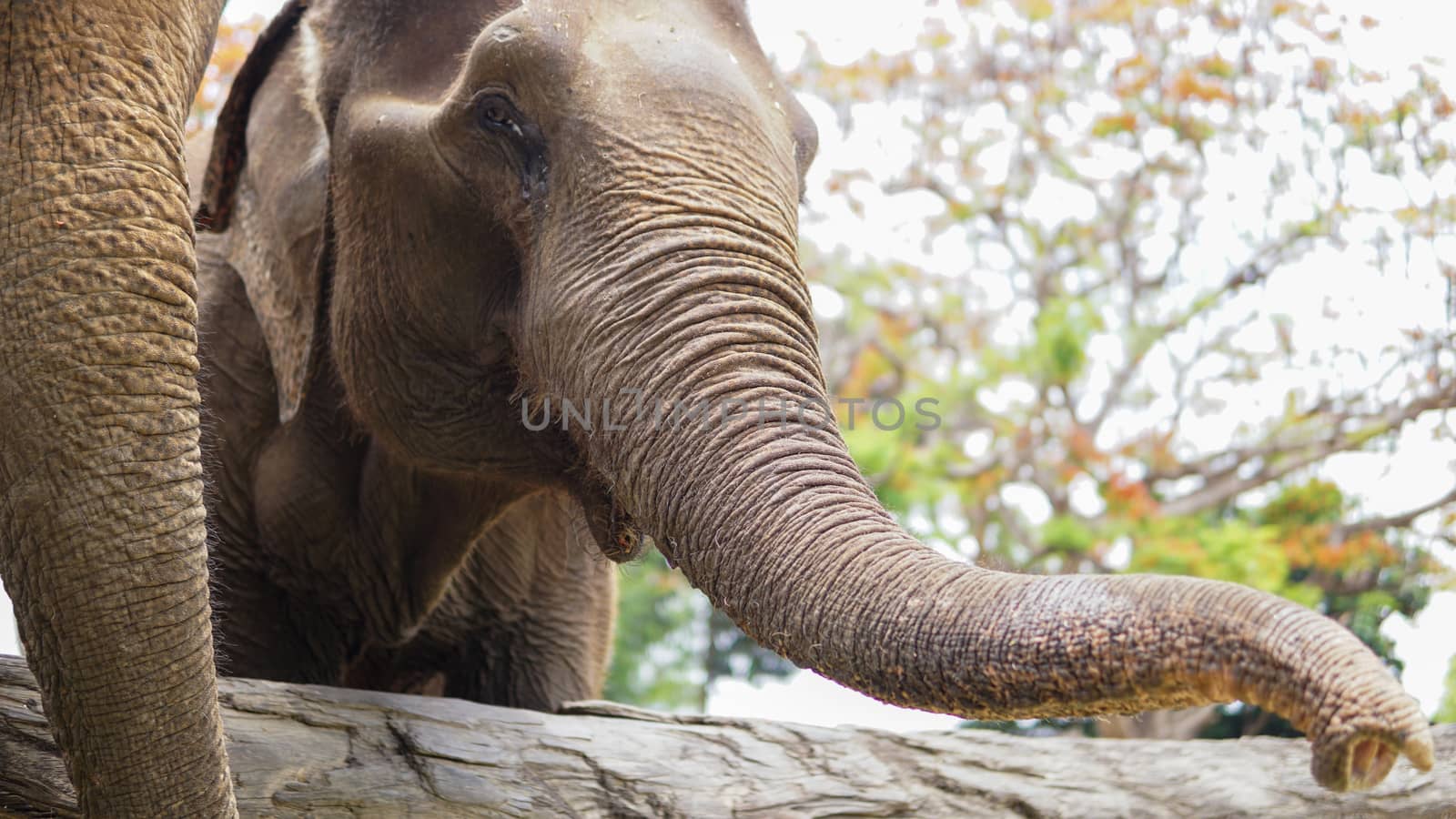 Group of adult elephants feeding sugar cane and bamboo in Elephant Care Sanctuary, Mae Tang, Chiang Mai province, Thailand.