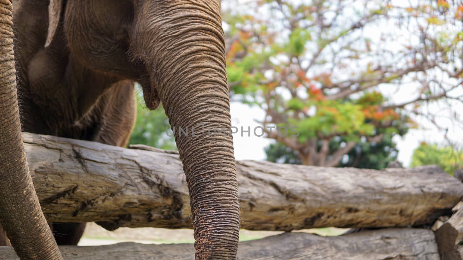 Close up of Elephants trunk while they are feeding on sugar cane and bamboo in Elephant Care Sanctuary, Mae Tang, Chiang Mai province, Thailand. by sonandonures