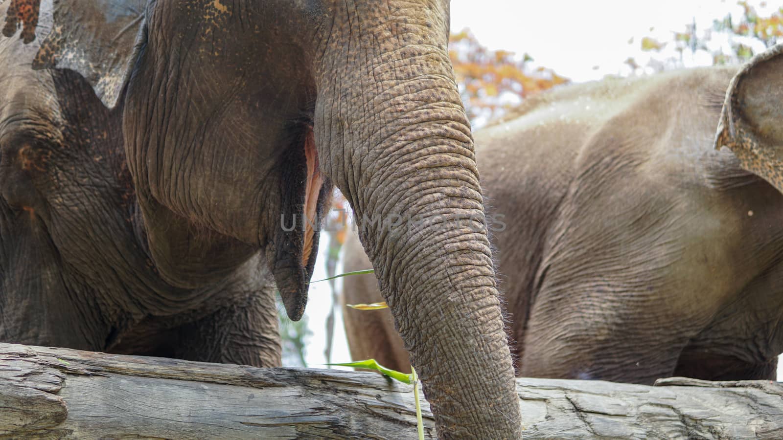 Close up of Elephants trunk while they are feeding on sugar cane and bamboo in Elephant Care Sanctuary, Mae Tang, Chiang Mai province, Thailand. by sonandonures