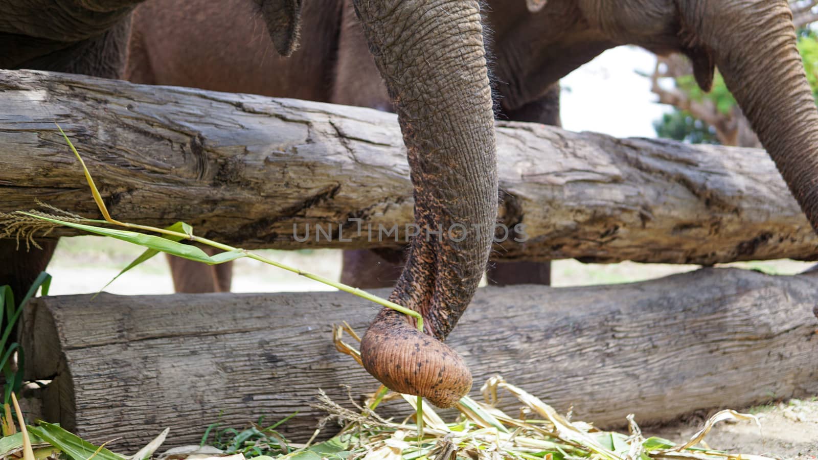 Close up of Elephants trunk while they are feeding on sugar cane and bamboo in Elephant Care Sanctuary, Mae Tang, Chiang Mai province, Thailand. by sonandonures