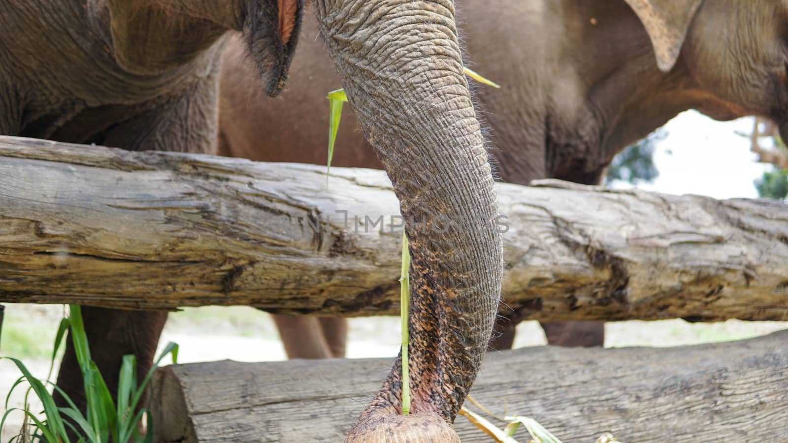 Group of adult elephants feeding sugar cane and bamboo in Elephant Care Sanctuary, Mae Tang, Chiang Mai province, Thailand.