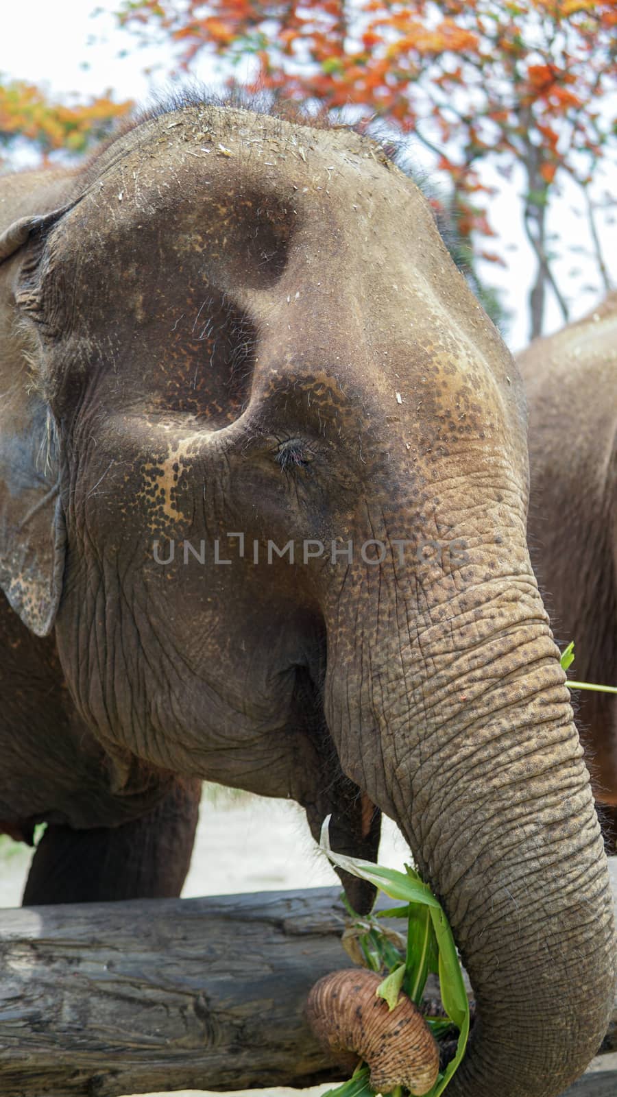 Group of adult elephants feeding sugar cane and bamboo in Elephant Care Sanctuary, Mae Tang, Chiang Mai province, Thailand.