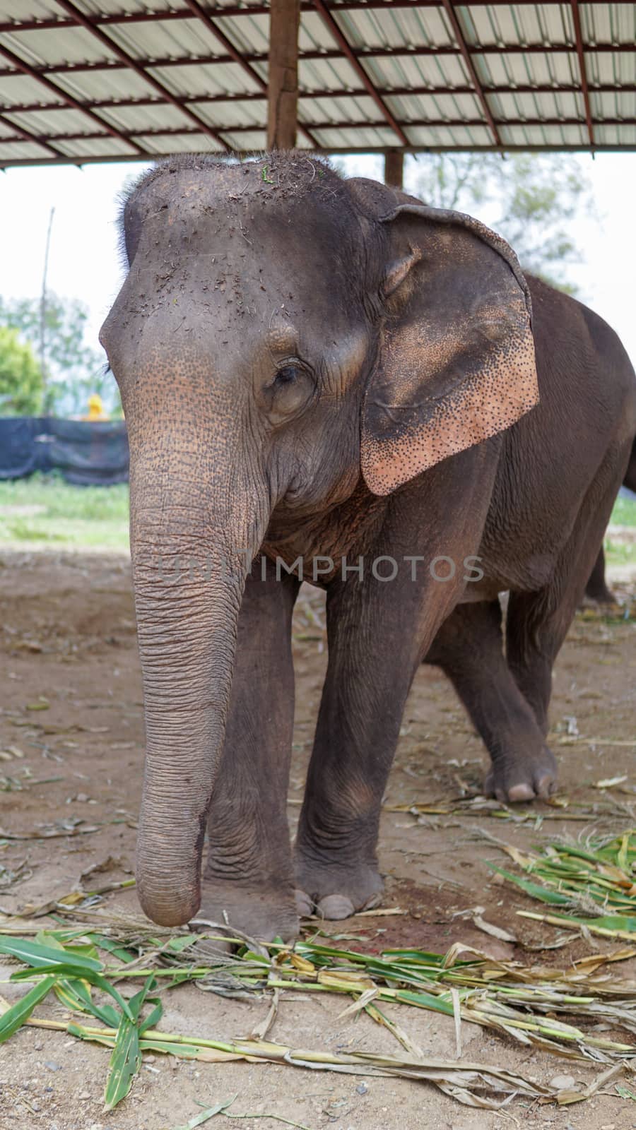 Group of adult elephants feeding sugar cane and bamboo in Elephant Care Sanctuary, Mae Tang, Chiang Mai province, Thailand.