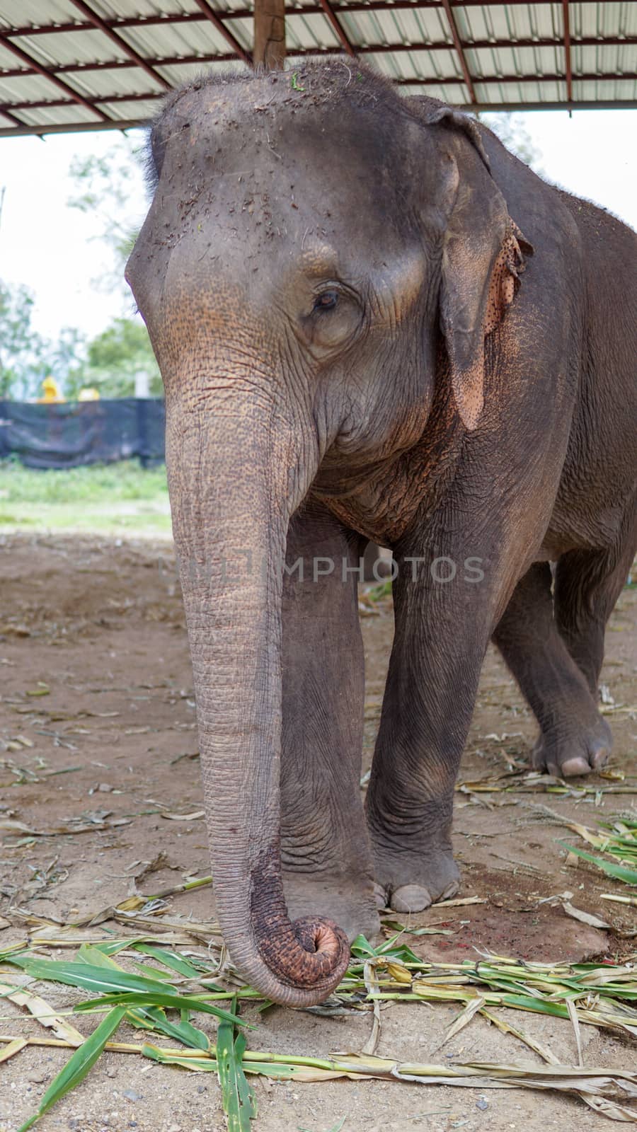 Close up of Elephants trunk while they are feeding on sugar cane and bamboo in Elephant Care Sanctuary, Mae Tang, Chiang Mai province, Thailand. by sonandonures