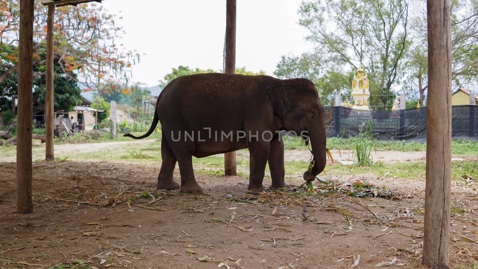 Group of adult elephants feeding sugar cane and bamboo in Elephant Care Sanctuary, Mae Tang, Chiang Mai province, Thailand.