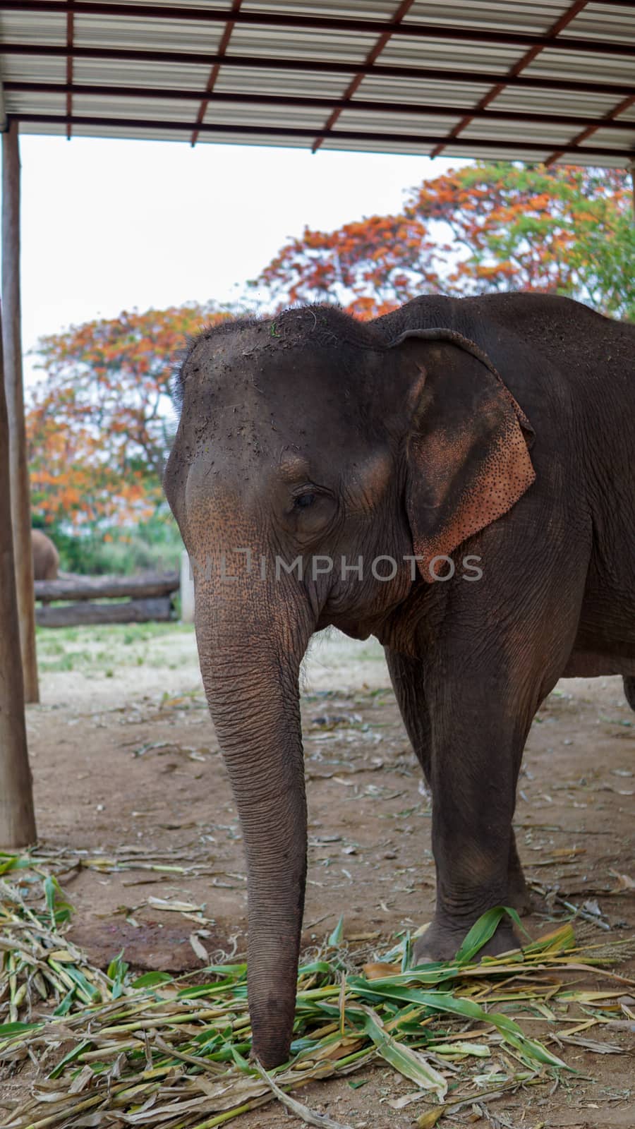 Close up of Elephants trunk while they are feeding on sugar cane and bamboo in Elephant Care Sanctuary, Mae Tang, Chiang Mai province, Thailand. by sonandonures