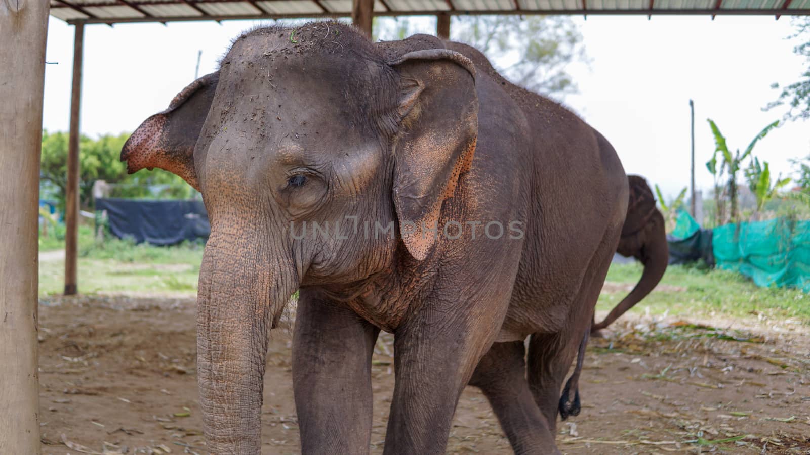 Close up of Elephants trunk while they are feeding on sugar cane and bamboo in Elephant Care Sanctuary, Mae Tang, Chiang Mai province, Thailand. by sonandonures