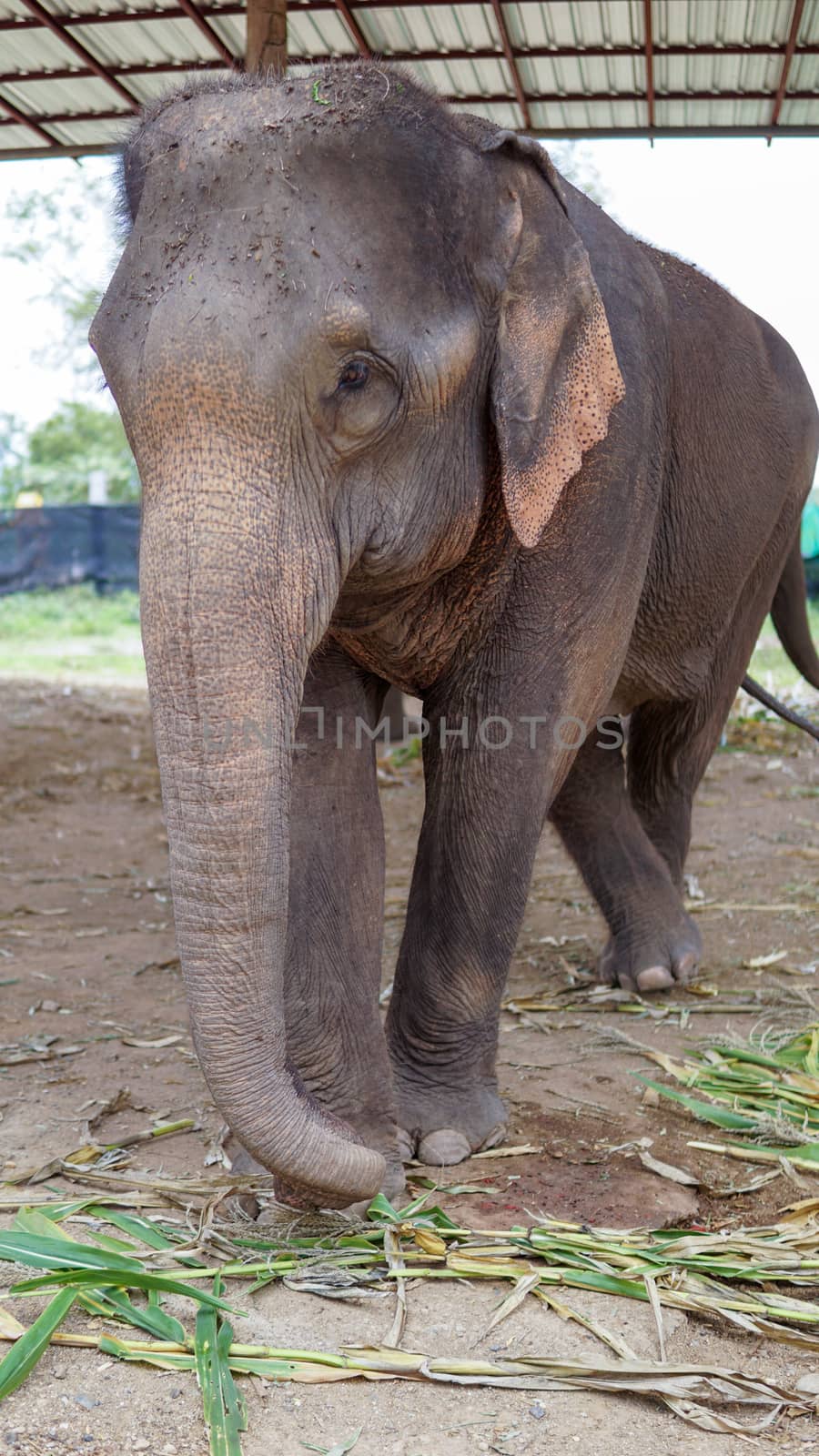 Group of adult elephants feeding sugar cane and bamboo in Elephant Care Sanctuary, Mae Tang, Chiang Mai province, Thailand.