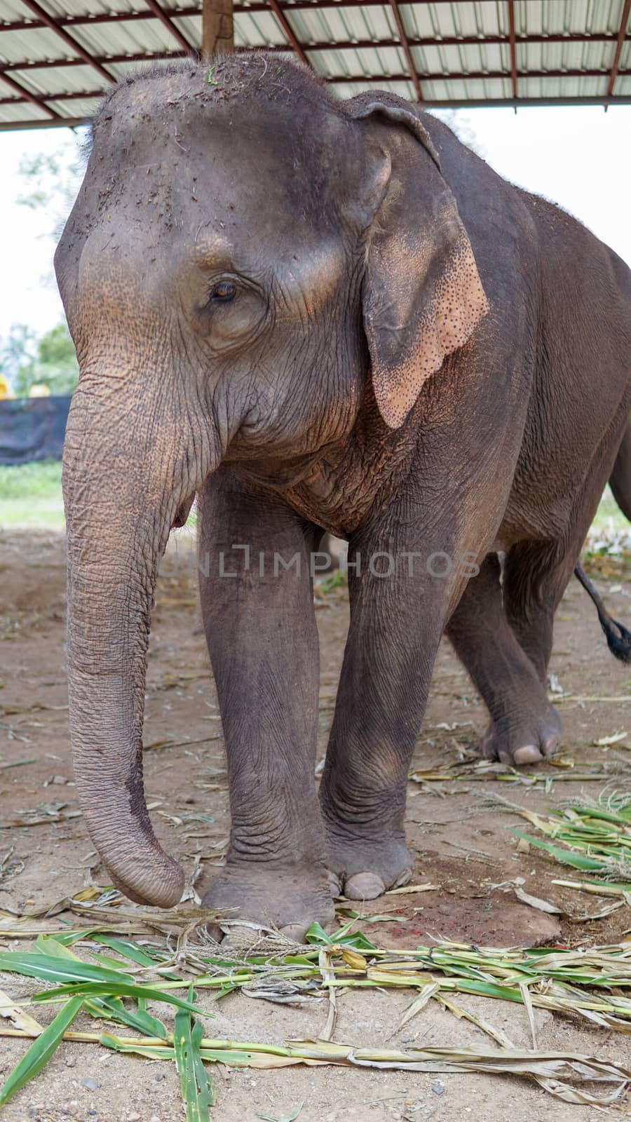 Close up of Elephants trunk while they are feeding on sugar cane and bamboo in Elephant Care Sanctuary, Mae Tang, Chiang Mai province, Thailand. by sonandonures