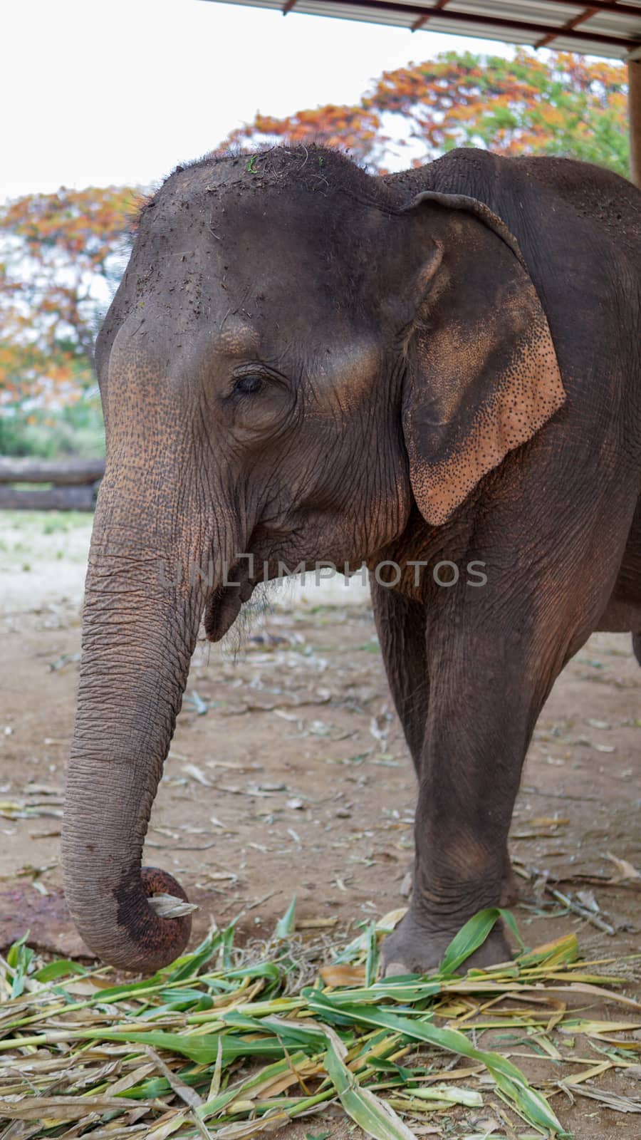 Group of adult elephants feeding sugar cane and bamboo in Elephant Care Sanctuary, Mae Tang, Chiang Mai province, Thailand.