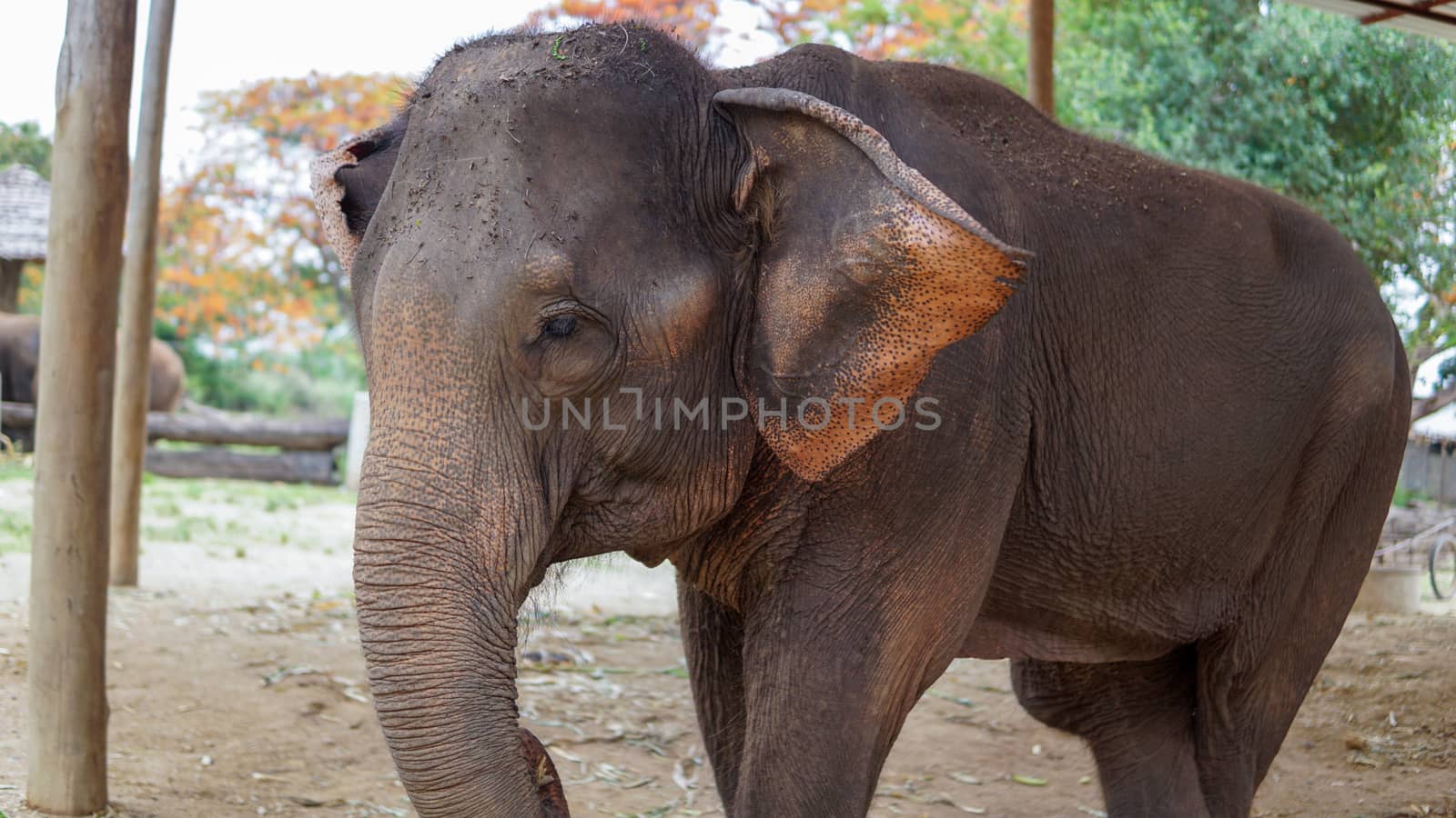 Group of adult elephants feeding sugar cane and bamboo in Elephant Care Sanctuary, Mae Tang, Chiang Mai province, Thailand.