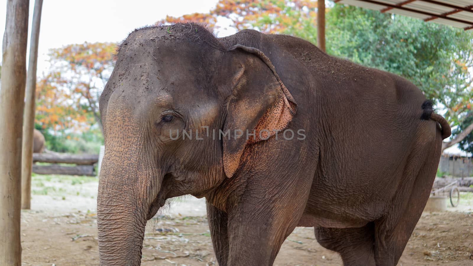 Close up of Elephants trunk while they are feeding on sugar cane and bamboo in Elephant Care Sanctuary, Mae Tang, Chiang Mai province, Thailand. by sonandonures