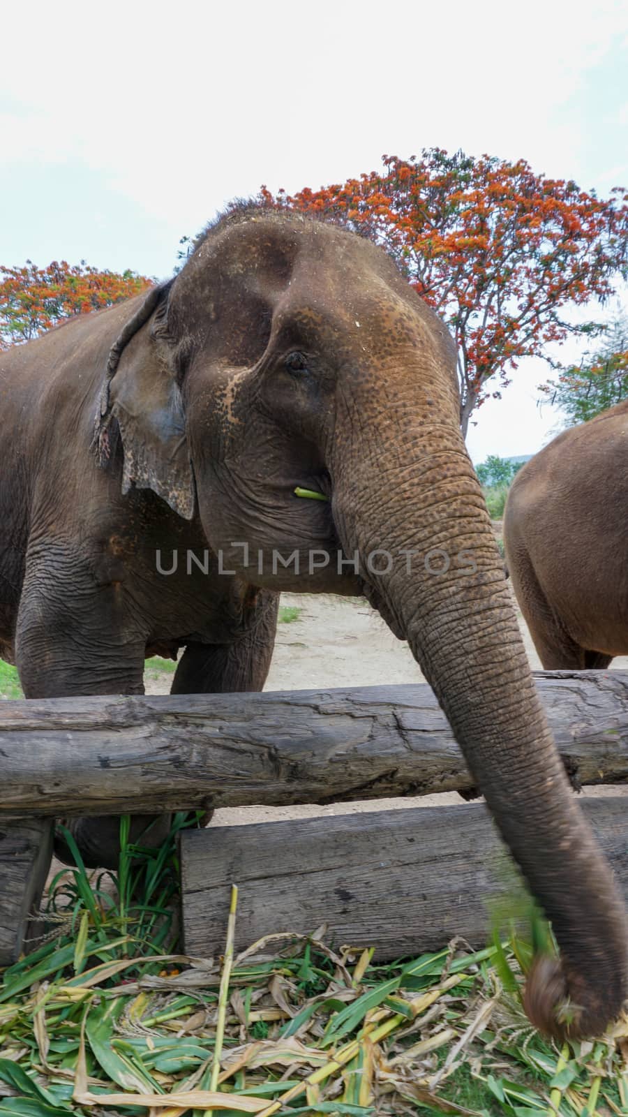 Group of adult elephants feeding sugar cane and bamboo in Elepha by sonandonures