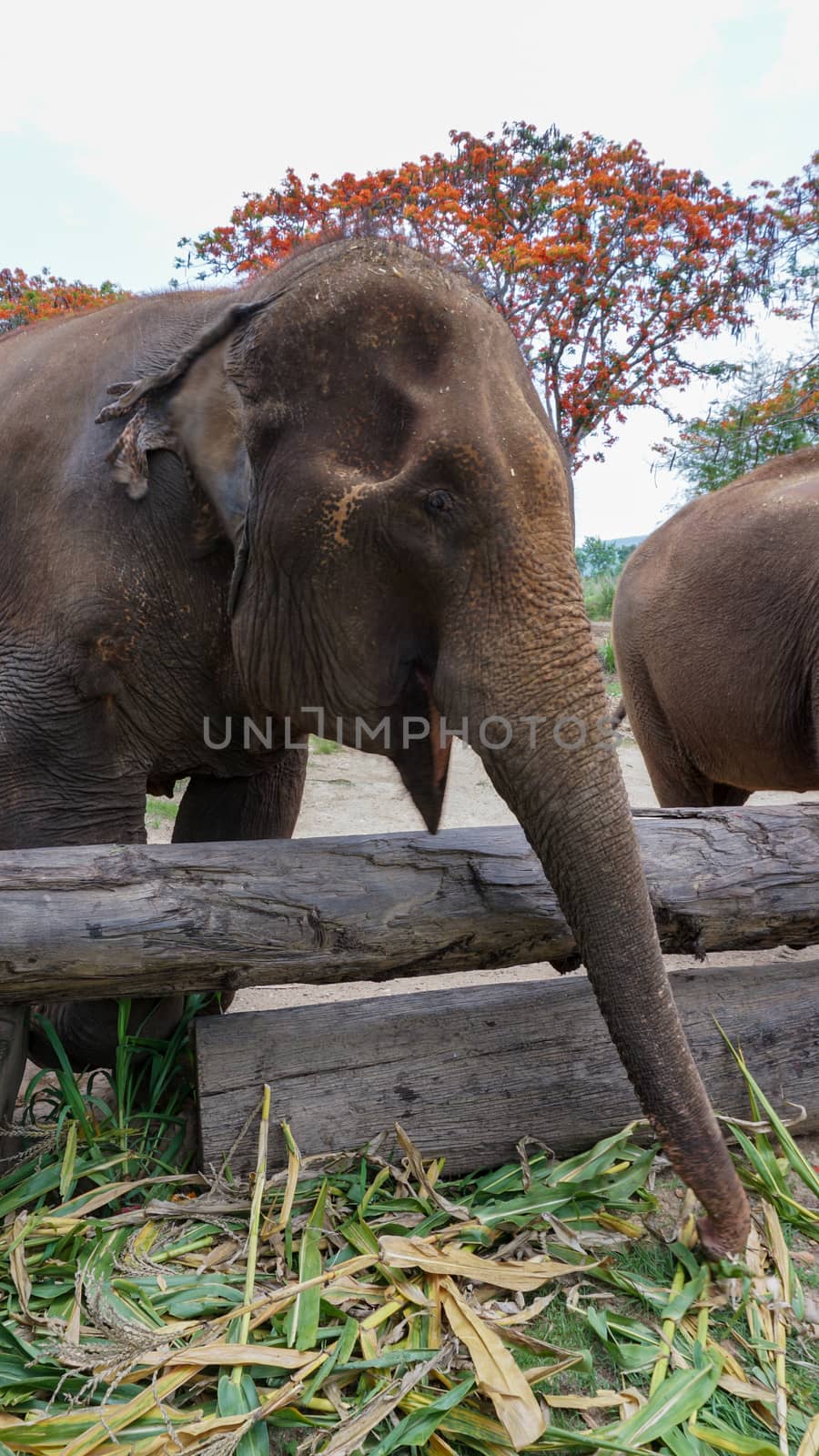 Close up of Elephants trunk while they are feeding on sugar cane and bamboo in Elephant Care Sanctuary, Mae Tang, Chiang Mai province, Thailand. by sonandonures