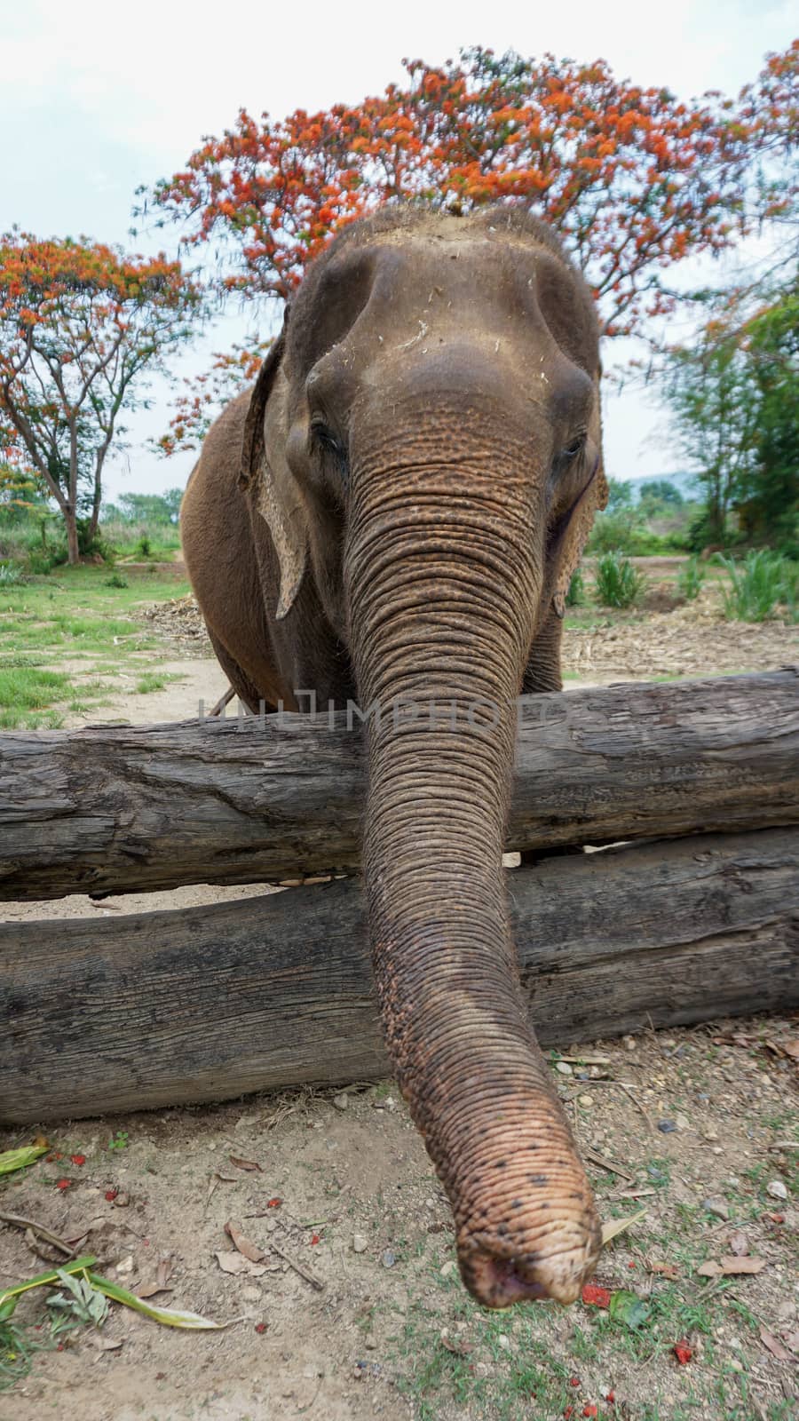 Close up of Elephants trunk while they are feeding on sugar cane and bamboo in Elephant Care Sanctuary, Mae Tang, Chiang Mai province, Thailand. by sonandonures