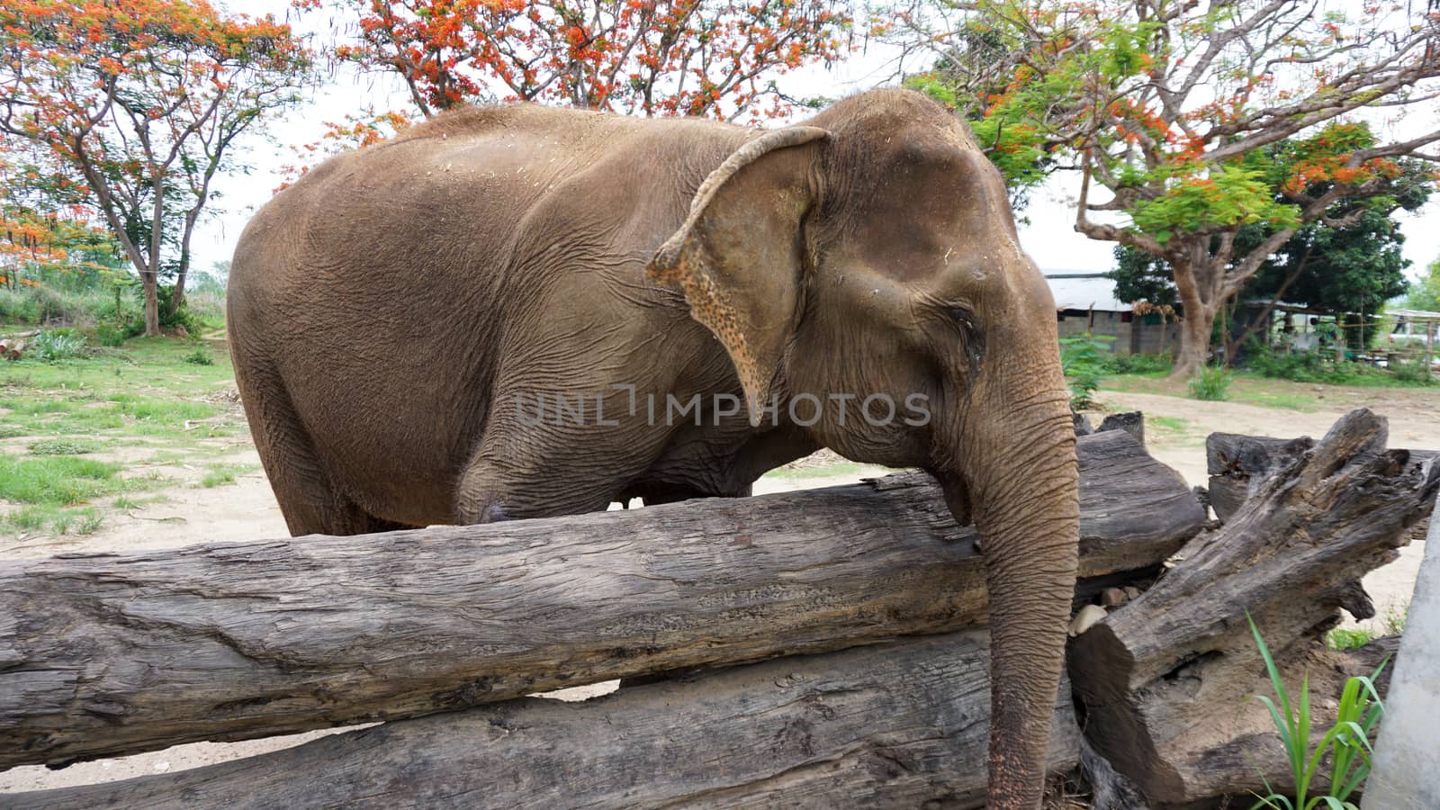 Close up of Elephants trunk while they are feeding on sugar cane and bamboo in Elephant Care Sanctuary, Mae Tang, Chiang Mai province, Thailand. by sonandonures