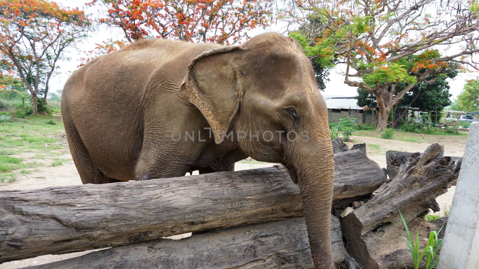 Close up of Elephants trunk while they are feeding on sugar cane and bamboo in Elephant Care Sanctuary, Mae Tang, Chiang Mai province, Thailand. by sonandonures