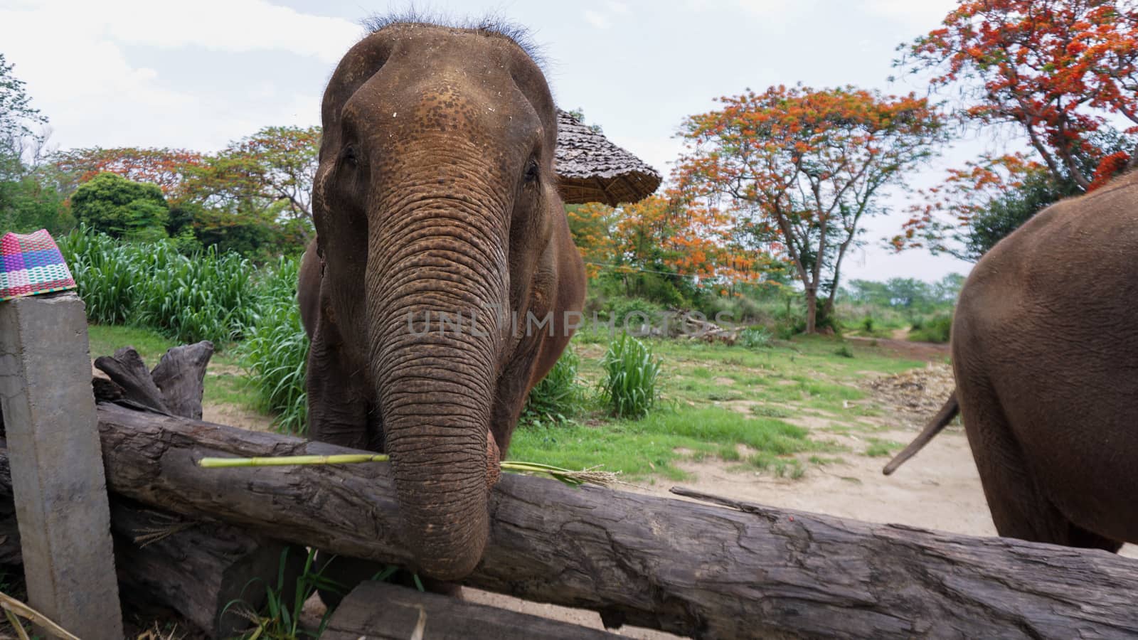 Group of adult elephants feeding sugar cane and bamboo in Elephant Care Sanctuary, Mae Tang, Chiang Mai province, Thailand.