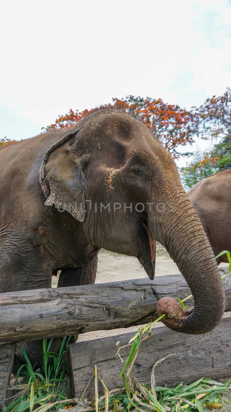 Group of adult elephants feeding sugar cane and bamboo in Elephant Care Sanctuary, Mae Tang, Chiang Mai province, Thailand.